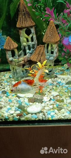 Аквариумные рыбки