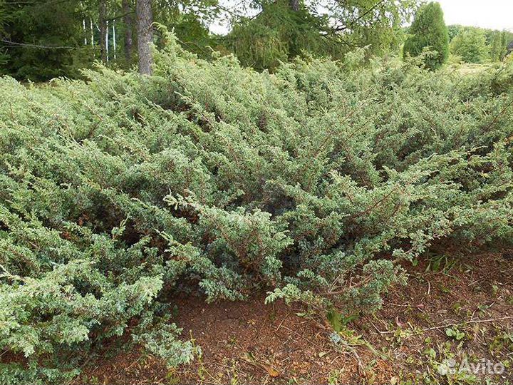 Можжевельник казацкий, сибирский, голубой