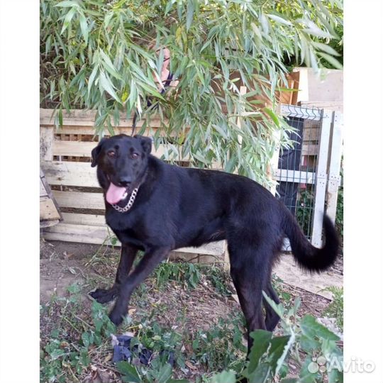 Собака метис овчарки