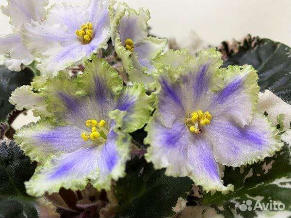 Фиалки сортовые бесплатно