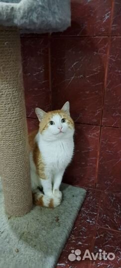 Котик в добрые руки