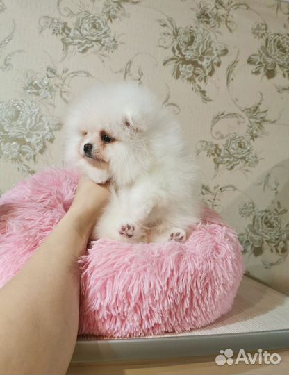 Девочка шпиц