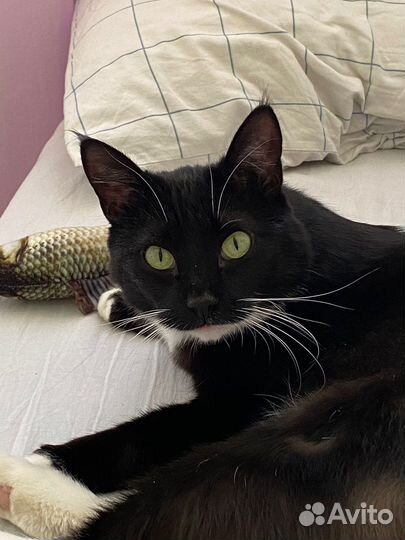 Кот молодой в добрые руки