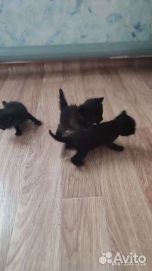 Чёрные котята. Мальчики