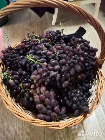 Саженцы винограда. Черенки