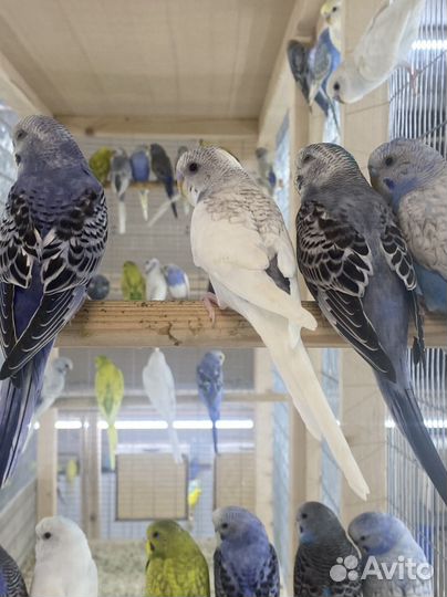 Попугай корелла