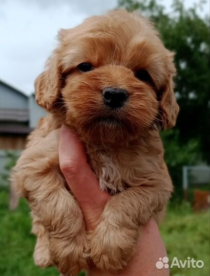 Пудель Кокапу мини