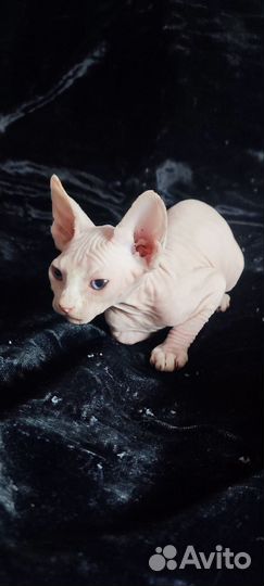 Сфинкс эльф котята