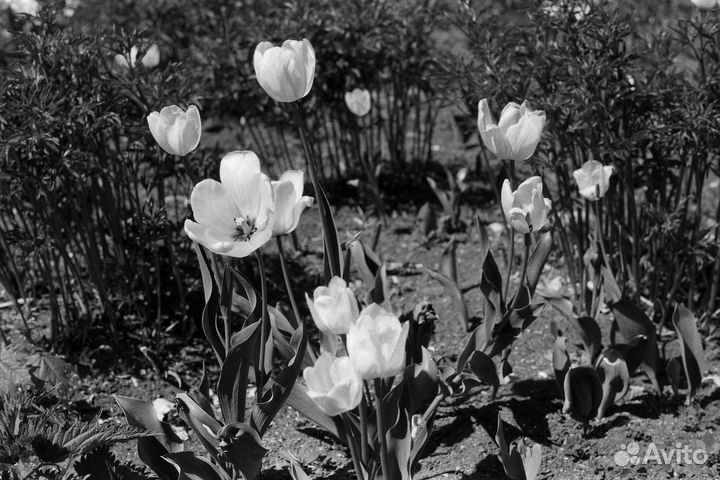 Фотоплёнка Тасма Тип-25л 100исо