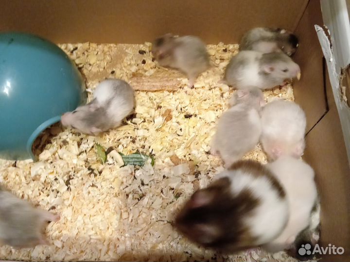 Сирийский хомяк бесплатно