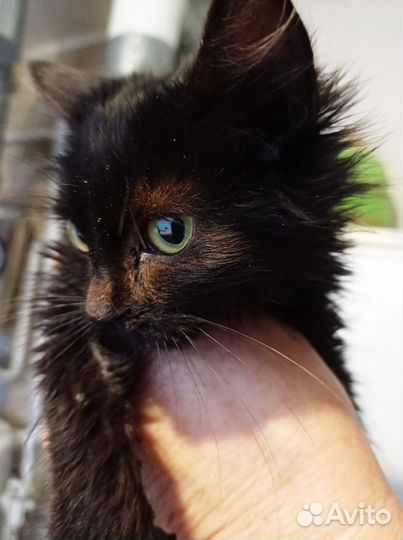 Кошечка малышка