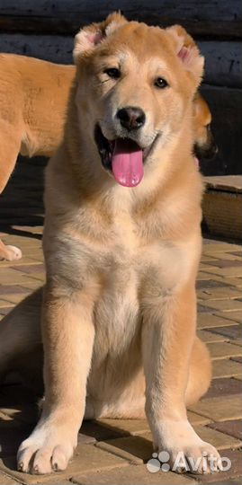 Щенки среднеазиатской овчарки