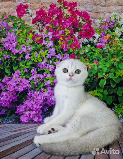 Шотландские серебристые котики