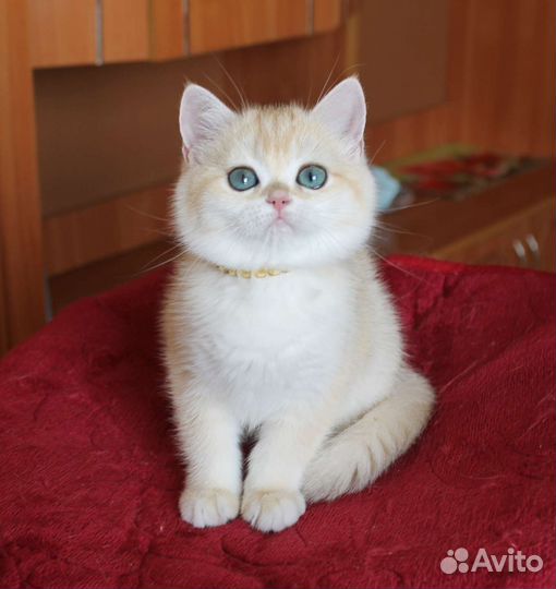 Девочка золотая шиншилла