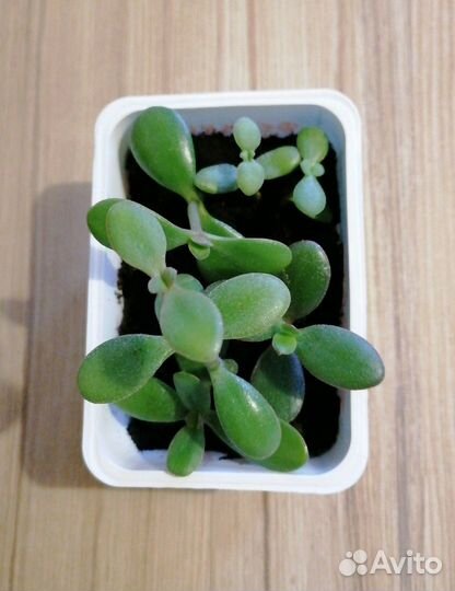 Красулла - толстянка