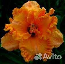 Лилии (растения для сада многолетние )