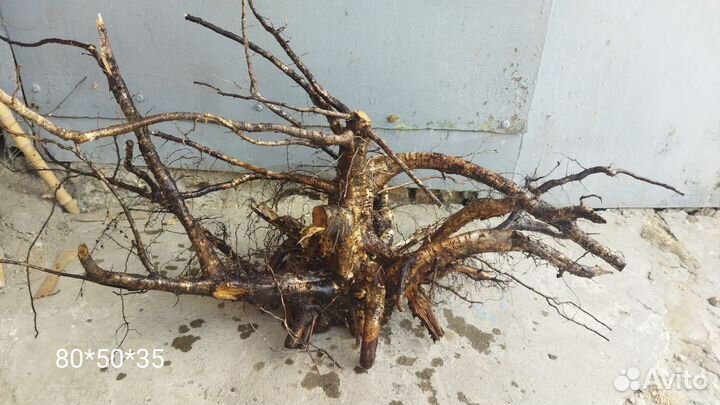 Коряги в аквариум