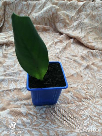 Замиокулькас