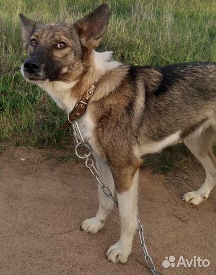 Метиска лайки