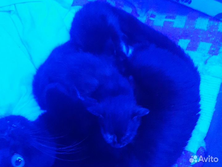 Котята от мейн-куна