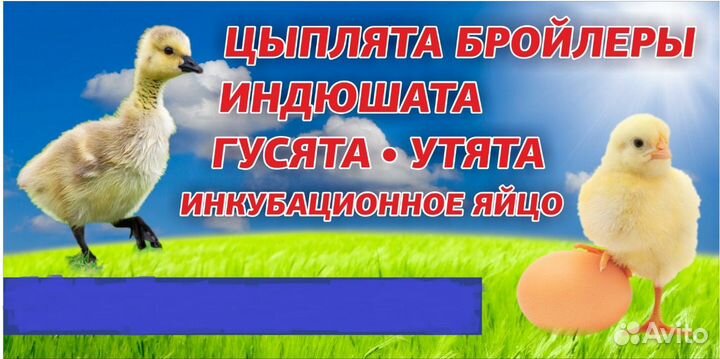 Цыплята бройлеры, утята, гусята, индюшата