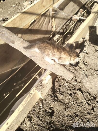 Котята от крысоловки