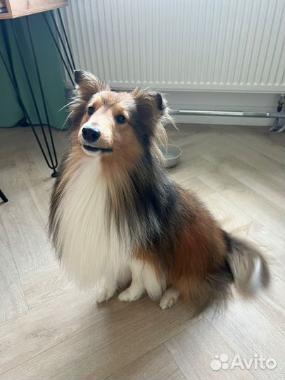 Шелти вязка