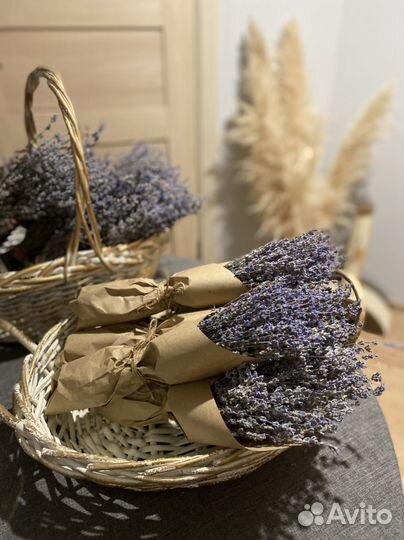 Лаванда сухоцвет