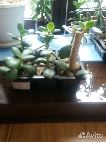 Красула (денежное дерево)