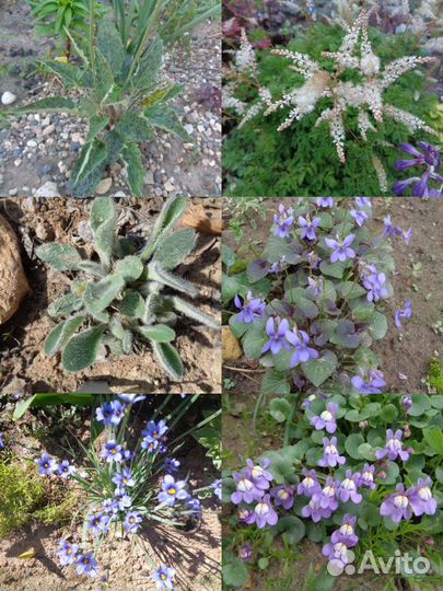 Альпийцы и почвопокровники