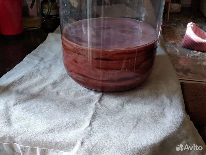 Чайный гриб Комбуча