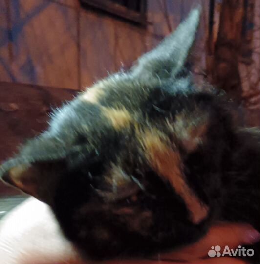 Кошка