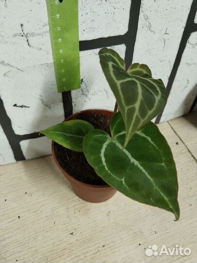 Антуриум сильвер блаш