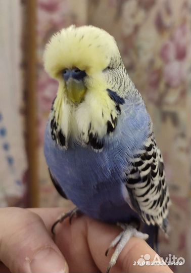 Ввп чех самец