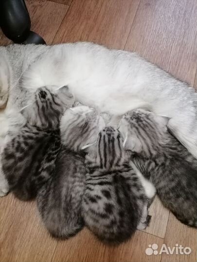 Шотландские котята