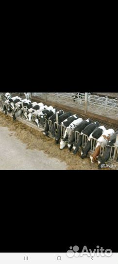 Быки и Тёлки