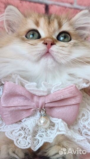 Шотландские котята золотая шиншилла