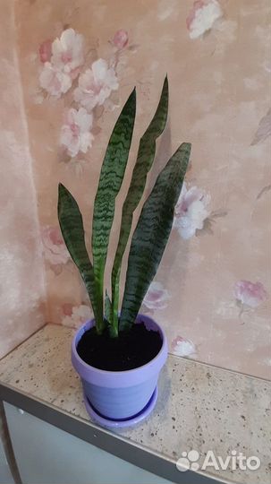 Сансевиерия