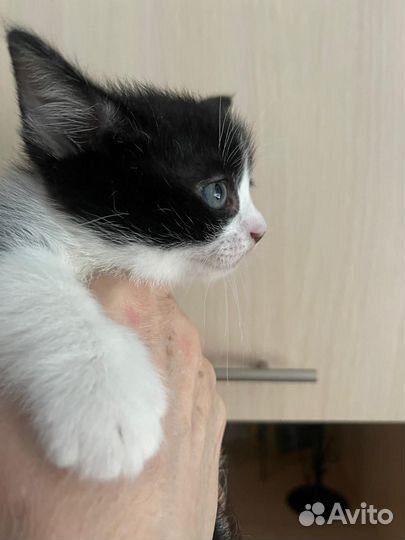 Мальчик манчкин 1,5 мес