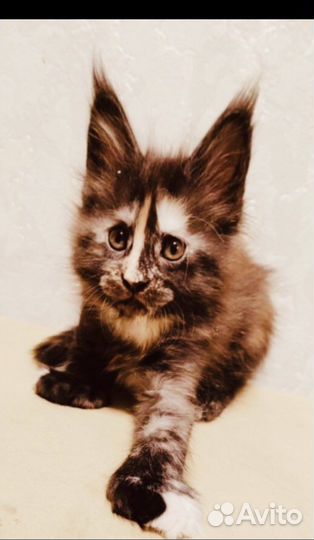 Мейнкун полидакты вязка, котята