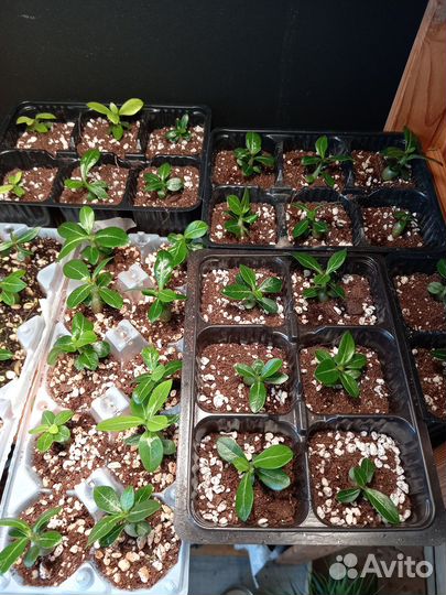 Адениум (роза пустыни)