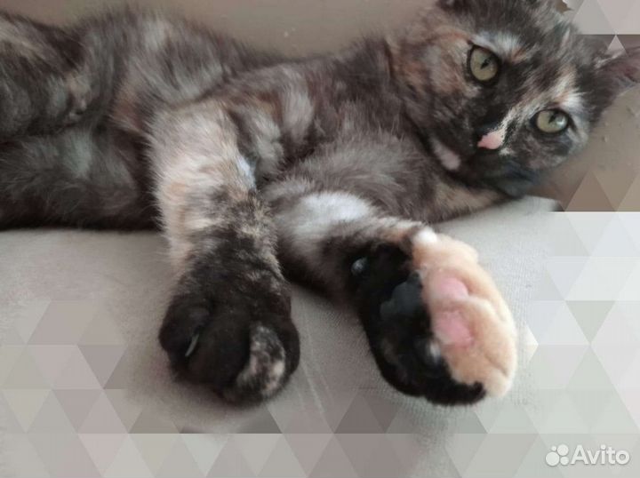 Кошка в дар бесплатно