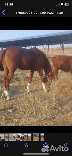 Донская лошадь