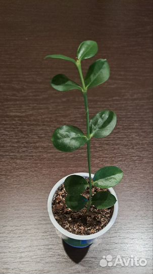 Карисса -комнатная слива. Клеродендрумы