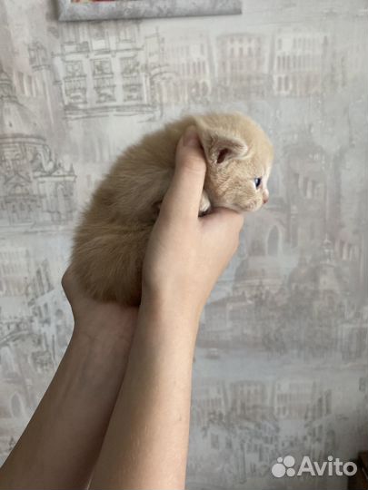 Отдам в добрые руки
