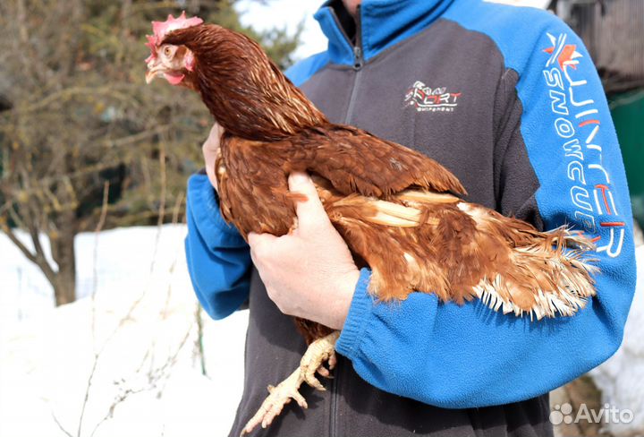 Синь Синь Дянь Семья 1+1