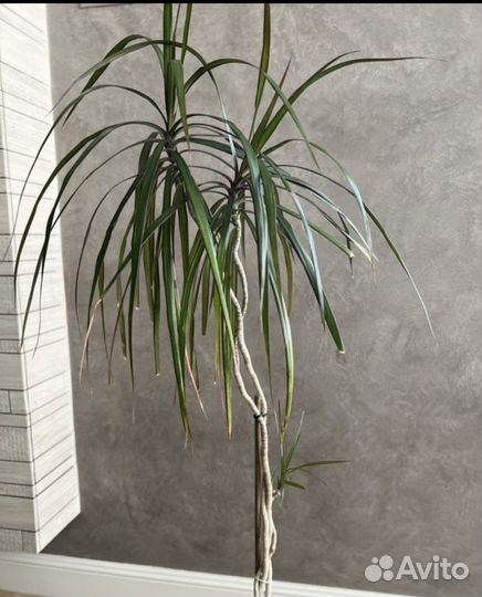 Пальма драцена и горшок в подарок