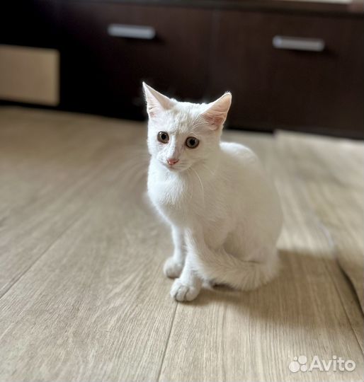 Котенок ищет дом