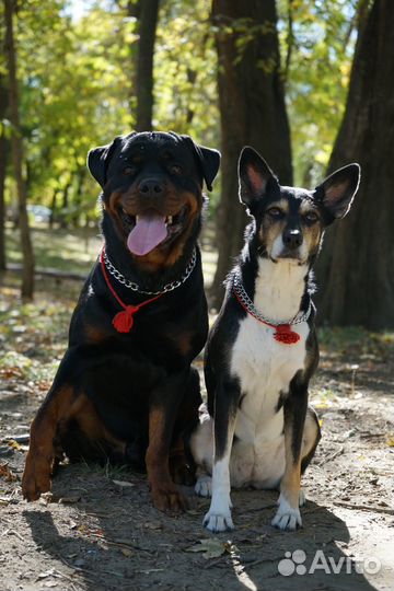 Фотосессия с ротвейлером