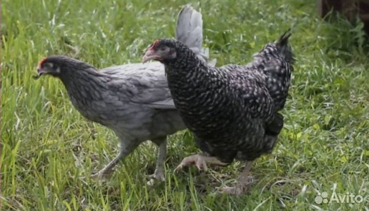 Куры-несушки яичные